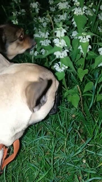 Снова вышли полакомиться 🤣 каротина#бульдоги#собака#растения #травоядные#любовькмиру смотреть онлайн
