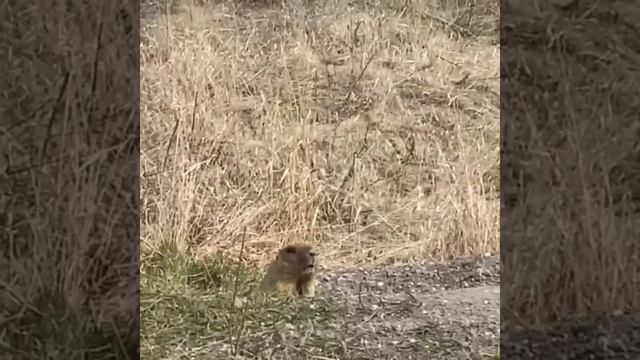 Белгородчина/сурок-байбак издаёт звуки это сигнал о приближении весны