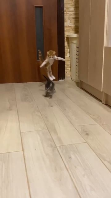 Уникальный котенок Энди смотреть онлайн