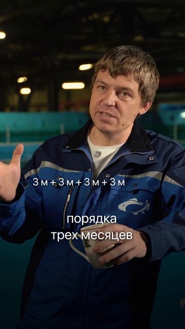 Если вложить 1 млн рублей в рыбу, когда это окупится? #бизнесидеи #бизнес #бизнесснуля #узв #рыба смотреть онлайн