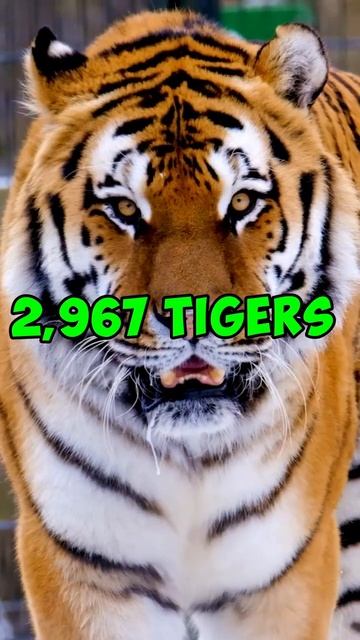 The Largest Tiger Population in The World! 🐅🐯 | India Facts смотреть онлайн