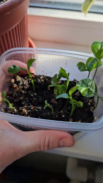 Проросли из косточек лимон и мандарин.#комнатныецветы#лимончик#мандаринки#растения #посадкарастений