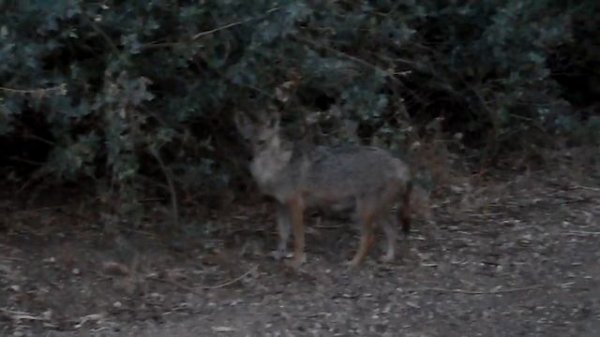 Дикий койот Coyote Canis latrans 郊狼