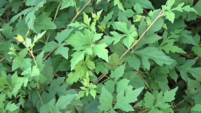 Ampelopsis aconitifolia Bunge čes. révovník omějolistý смотреть онлайн