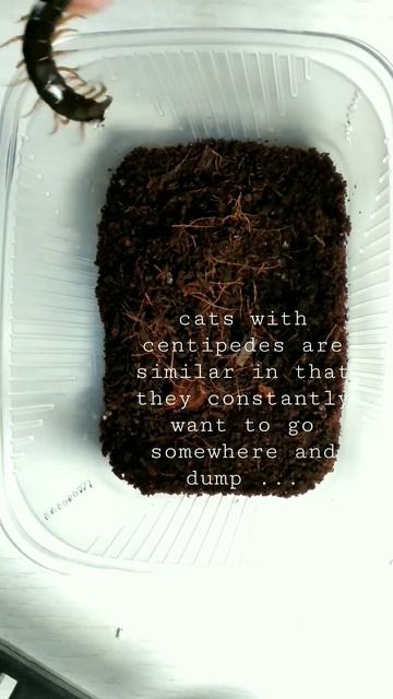 Something cats and they are similar... смотреть онлайн