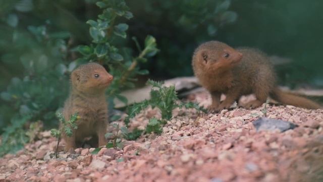 Fab five! Dwarf mongoose pups born at Chester Zoo смотреть онлайн