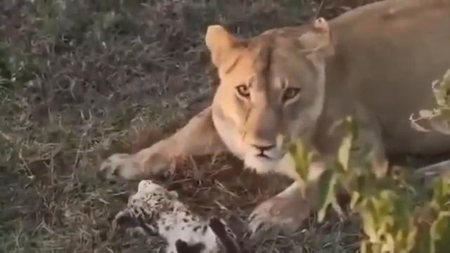 the lion kills the kitten/лев убивает котенка смотреть онлайн