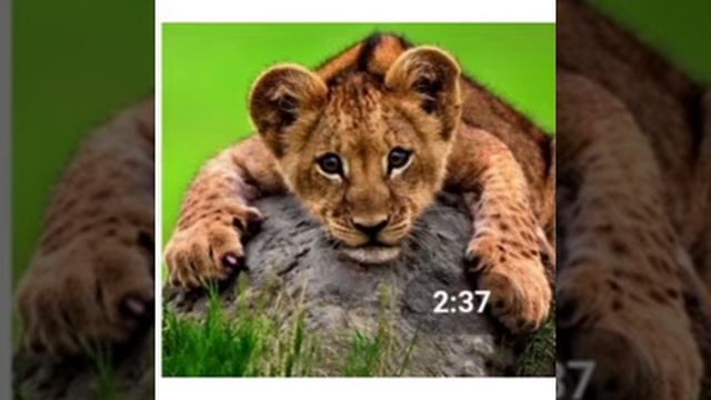 La serie de la guardia del león en live acction смотреть онлайн