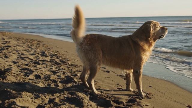 Why Labradoodles Are Better Than Goldendoodles смотреть онлайн