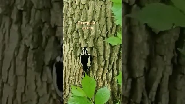 Йоу, чем чаще и быстрее, тем слаще и вкуснее.Славно потрудился Пестрый дятел#shorts-YOUTUBE смотреть онлайн