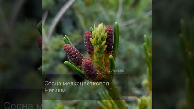 Сосна мелкоцветковая Негиши смотреть онлайн