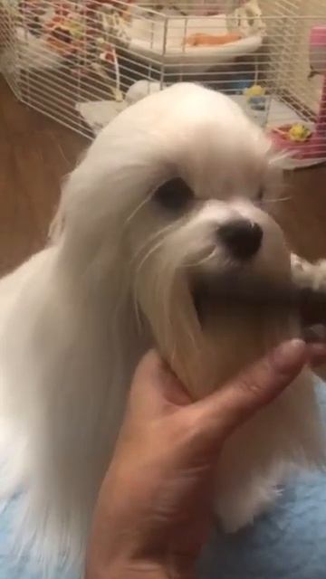 LOVELY EMPIRE Marilyn #питомник #maltese #томск смотреть онлайн
