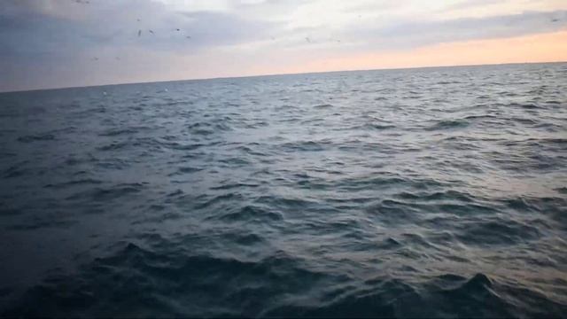 Китовое сафари