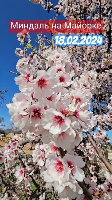 Сезон цветения миндаля на Майорке 🌸 Розовый миндаль | Погода в феврале 🔴 Гид Майорка© смотреть онлайн