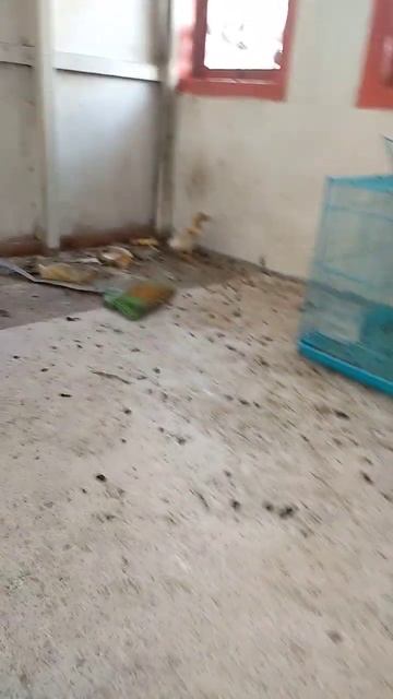 monyet 🐒 kelinci 🐰 bebek 🦆 смотреть онлайн