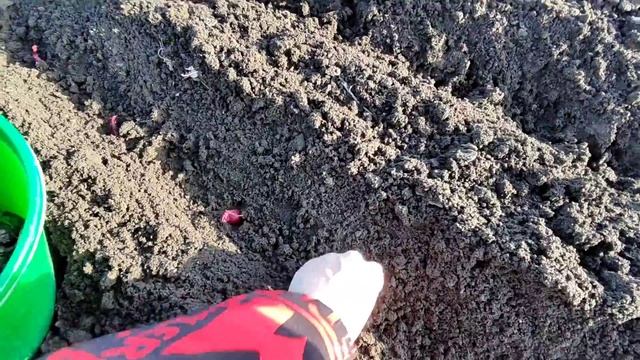 20/02/2022. Рубрика садоводство | Посадка красного лука. смотреть онлайн