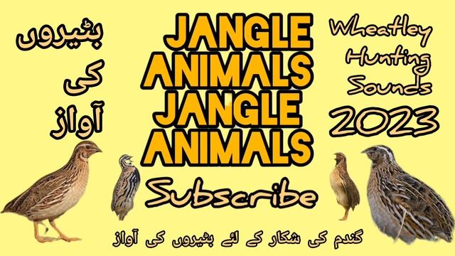 batair ki awaz 2023 suba ke liye quil sounds morning hunting گندم کی بٹیروں کی شکار کے لئے آواز