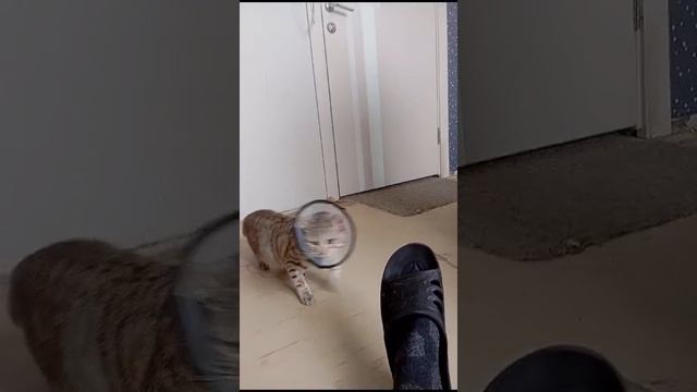 VID-20250222-WA0008.mp4 смотреть онлайн