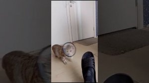 VID-20250222-WA0008.mp4