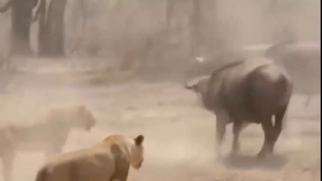 Mother Buffalo Attack Lion To Save Her Baby , Wildlife Nature смотреть онлайн