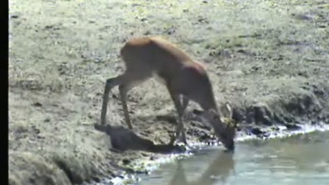 Steenbok drinking at the waterhole смотреть онлайн
