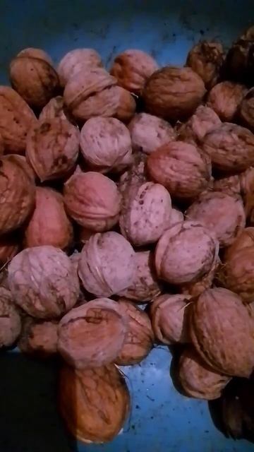 #орехи #7день #грецкиеорехи #грецкийорех #walnuts #walnut #nuts #nut смотреть онлайн