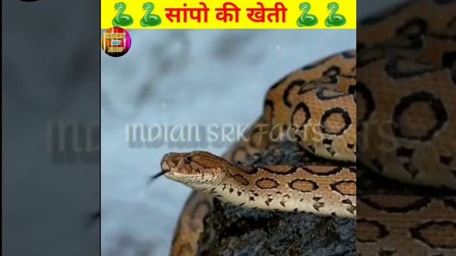 आखिर क्यों और कैसे होती है सांपों की खेती!! #amazingfacts #shorts #facts #yt