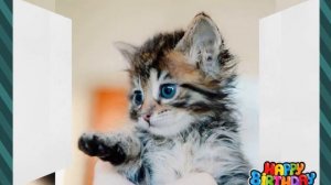 Песня - Кошечка Гламур Мур мур мур