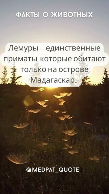 Очень красивые цитаты про животных #животные #цитаты