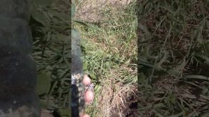 Посадка тополя-сеголетки в конце апреля. Как такое возможно?