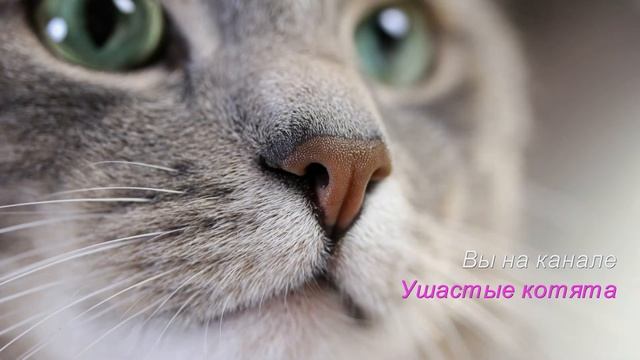 Промо ролик смотреть онлайн
