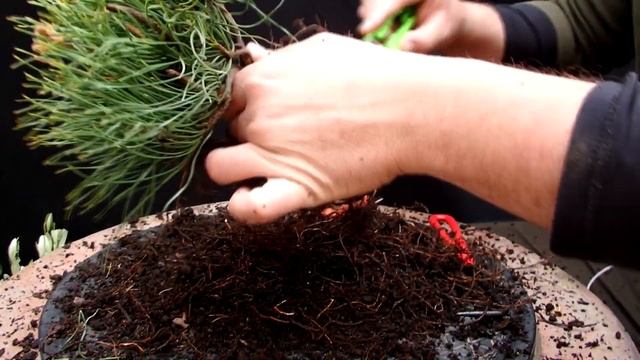 Trasplante de uno de nuestros pinus mugo смотреть онлайн