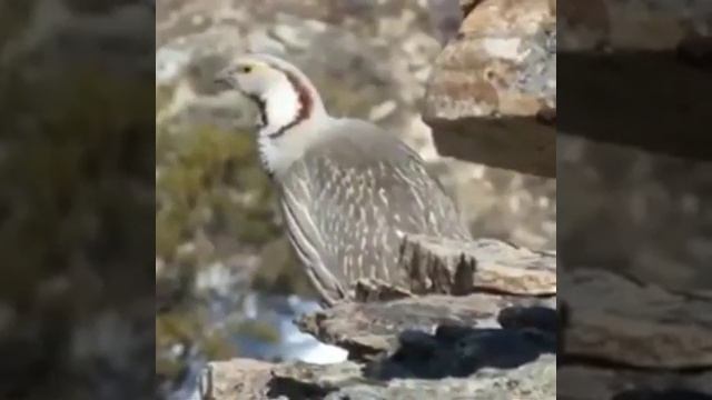 The Himalayan Snowcock