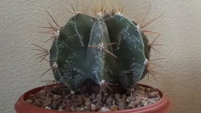 Astrophytum Ornatum
