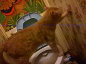 Кот Вася писает в унитаз и сам всё за собой убирает