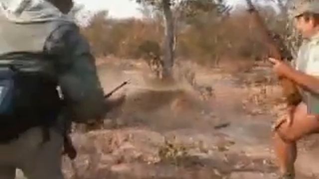 Охота на льва. Вам слабо? смотреть онлайн