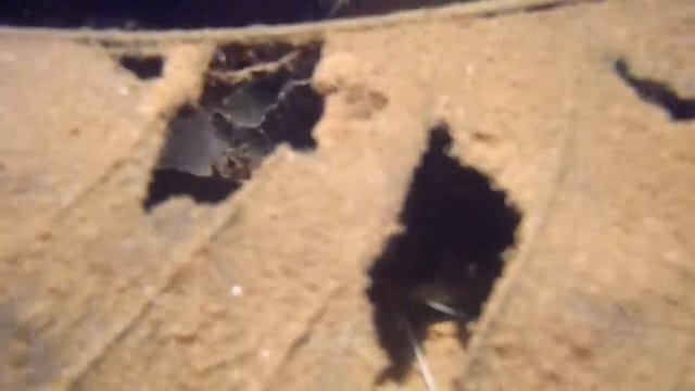 Mystus canarensis / malabaricus in the wild смотреть онлайн