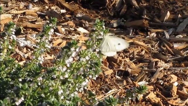 Male Cabbage White butterfly - Mt Gravatt Reserve смотреть онлайн