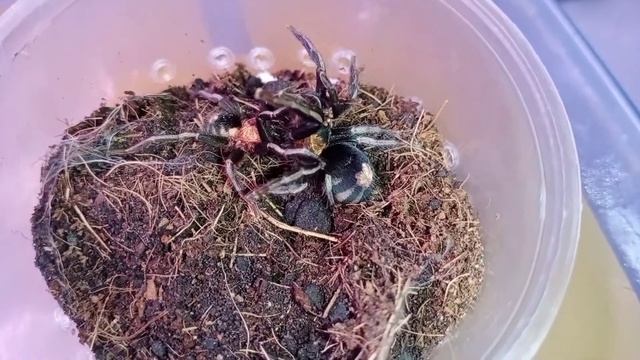 Trinidad Dwarf Tiger Giao Phối - Cyriocosmus Elegans Mating