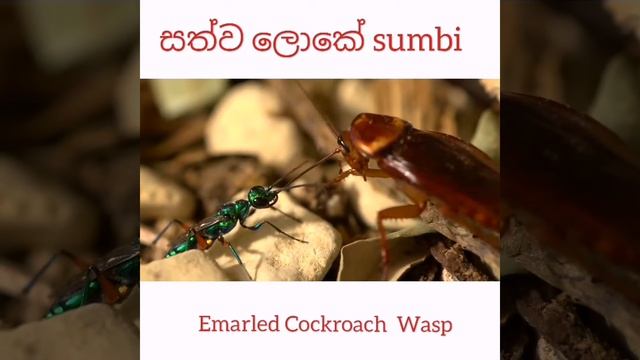 Animal sumbi(Emerald cockroach wasp) смотреть онлайн