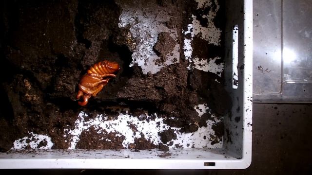 Megasoma Gyas Porioni - Two Larvae And A Pupa