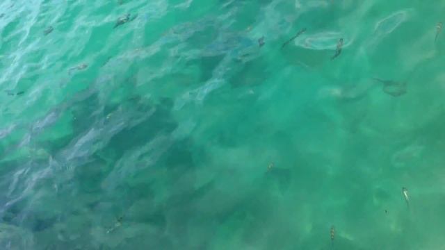 Fish Feeding In Krabi 1 смотреть онлайн