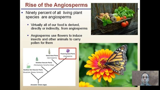 Gymnosperms And Angiosperms