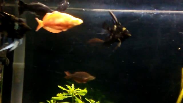 Part 2 🎅 brought me some plants ludwigia, rotala mermaid and jungle vall (COOL) смотреть онлайн