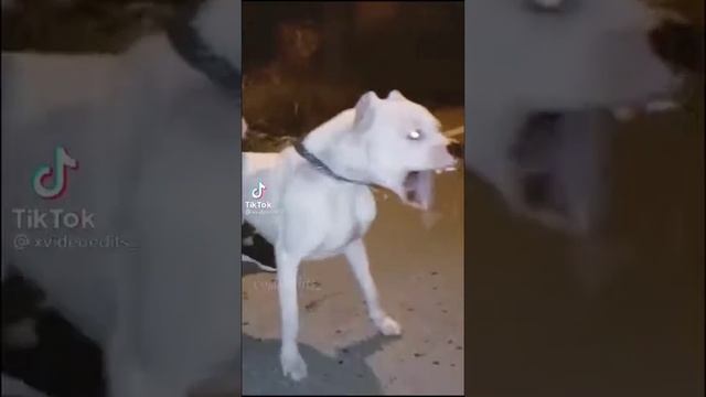 тик ток собаки 🐕 смотреть онлайн