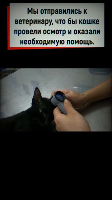 Кошка была в ужасном состоянии, а котята ползали в поисках еды Их бросили одних #shorts #кошки смотреть онлайн