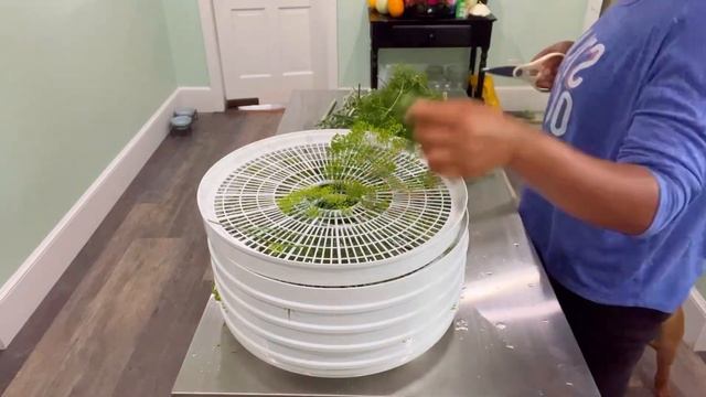 GOT ENOUGH DILL? HARVEST AND DRY DILL | GARDEN ZONE 5B | FLOWERING DILL | HOMESTEADING смотреть онлайн