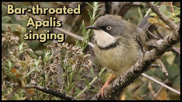BAR-THROATED APALIS calling смотреть онлайн