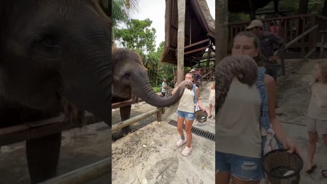 Зоопарк острова Бали! BALI ZOO 2025 смотреть онлайн