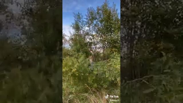 Подборка вайнов Dissa 13 смотреть онлайн